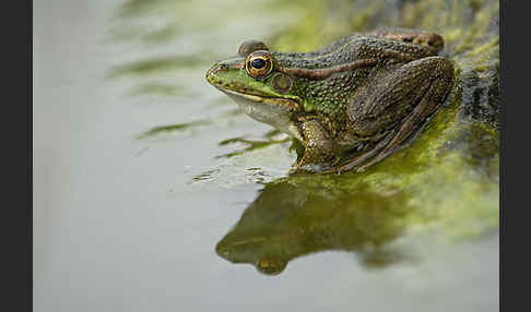 Iberischer Wasserfrosch (Rana perezi)