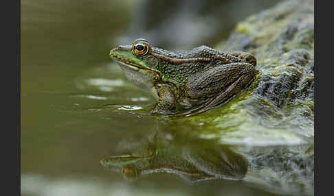 Iberischer Wasserfrosch (Rana perezi)