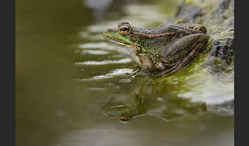 Iberischer Wasserfrosch (Rana perezi)