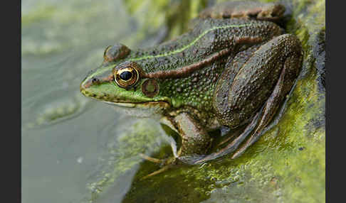 Iberischer Wasserfrosch (Rana perezi)