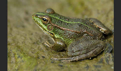 Iberischer Wasserfrosch (Rana perezi)