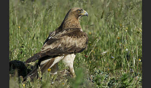 Zwergadler (Aquila pennata)