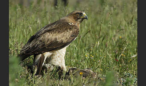 Zwergadler (Aquila pennata)