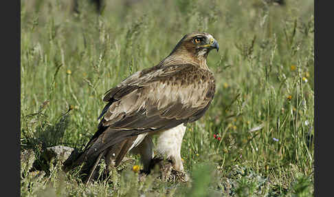 Zwergadler (Aquila pennata)