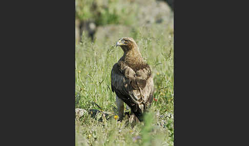 Zwergadler (Aquila pennata)