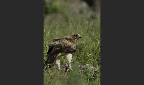 Zwergadler (Aquila pennata)