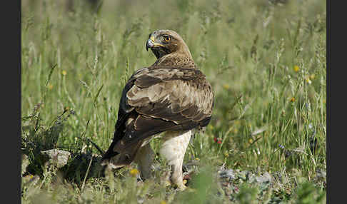 Zwergadler (Aquila pennata)