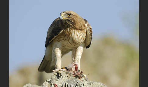 Zwergadler (Aquila pennata)