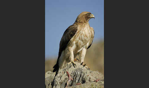 Zwergadler (Aquila pennata)