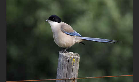 Blauelster (Cyanopica cyanus)