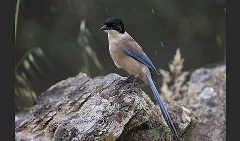 Blauelster (Cyanopica cyanus)