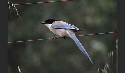 Blauelster (Cyanopica cyanus)