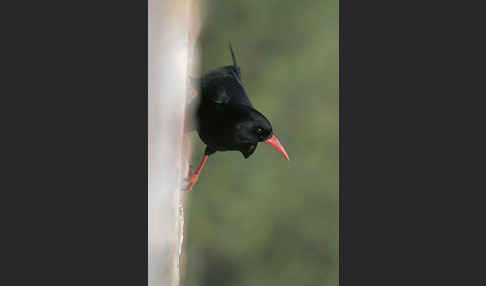 Alpenkrähe (Pyrrhocorax pyrrhocorax)