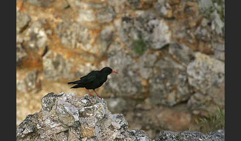 Alpenkrähe (Pyrrhocorax pyrrhocorax)