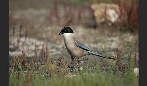 Blauelster (Cyanopica cyanus)