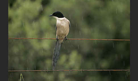 Blauelster (Cyanopica cyanus)