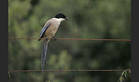 Blauelster (Cyanopica cyanus)