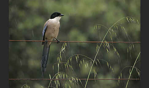 Blauelster (Cyanopica cyanus)