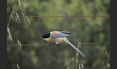 Blauelster (Cyanopica cyanus)