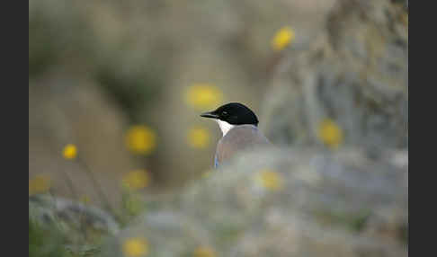 Blauelster (Cyanopica cyanus)