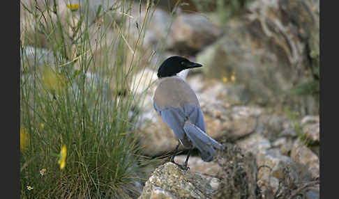 Blauelster (Cyanopica cyanus)