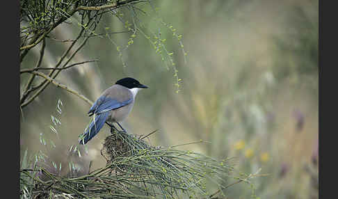 Blauelster (Cyanopica cyanus)