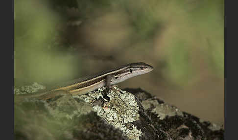 Algerischer Sandläufer (Psammodromus algirus)