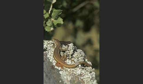 Algerischer Sandläufer (Psammodromus algirus)