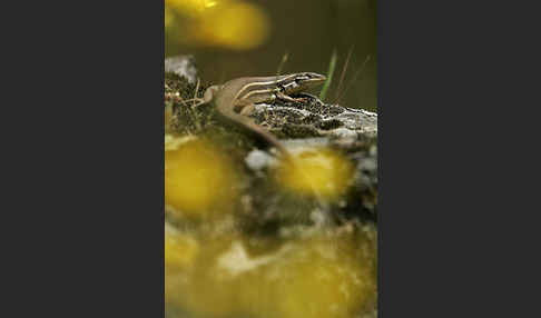 Algerischer Sandläufer (Psammodromus algirus)