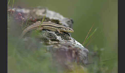 Algerischer Sandläufer (Psammodromus algirus)