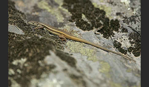 Algerischer Sandläufer (Psammodromus algirus)