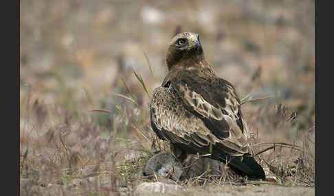 Zwergadler (Aquila pennata)