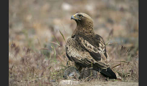 Zwergadler (Aquila pennata)