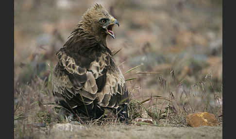 Zwergadler (Aquila pennata)