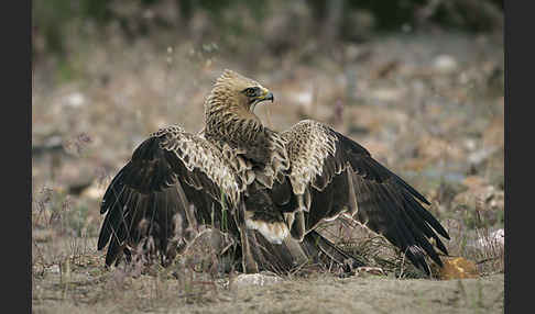 Zwergadler (Aquila pennata)