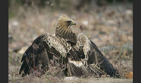 Zwergadler (Aquila pennata)