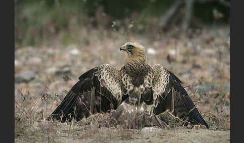 Zwergadler (Aquila pennata)