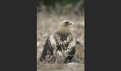 Zwergadler (Aquila pennata)