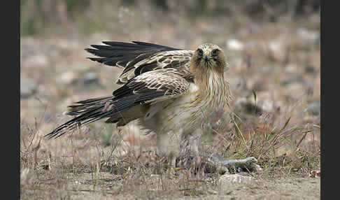 Zwergadler (Aquila pennata)