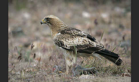 Zwergadler (Aquila pennata)