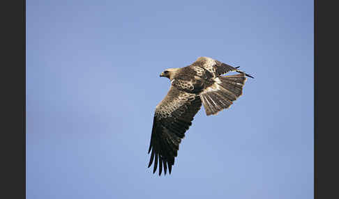 Zwergadler (Aquila pennata)