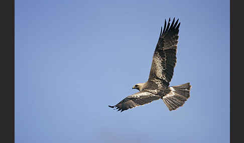 Zwergadler (Aquila pennata)