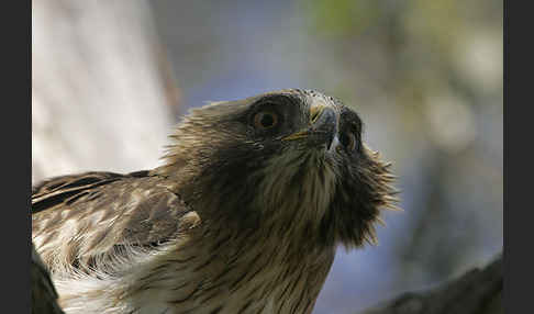 Zwergadler (Aquila pennata)