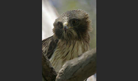 Zwergadler (Aquila pennata)