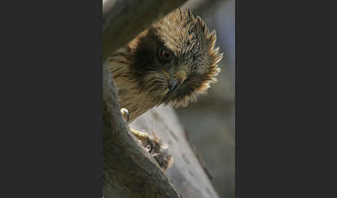 Zwergadler (Aquila pennata)