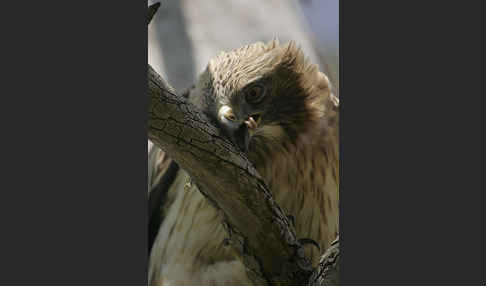 Zwergadler (Aquila pennata)