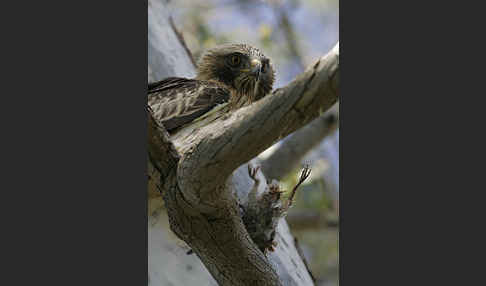 Zwergadler (Aquila pennata)