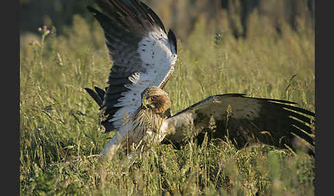 Zwergadler (Aquila pennata)