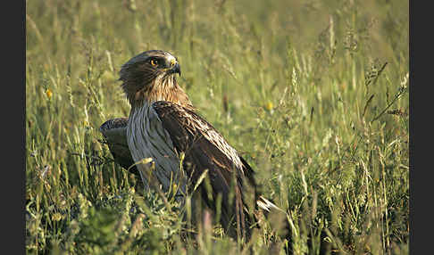 Zwergadler (Aquila pennata)