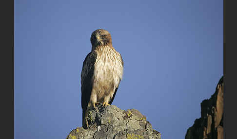 Zwergadler (Aquila pennata)